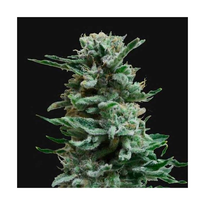 AK Skunk Autofloreciente Feminizada de Kalashnikov Seeds