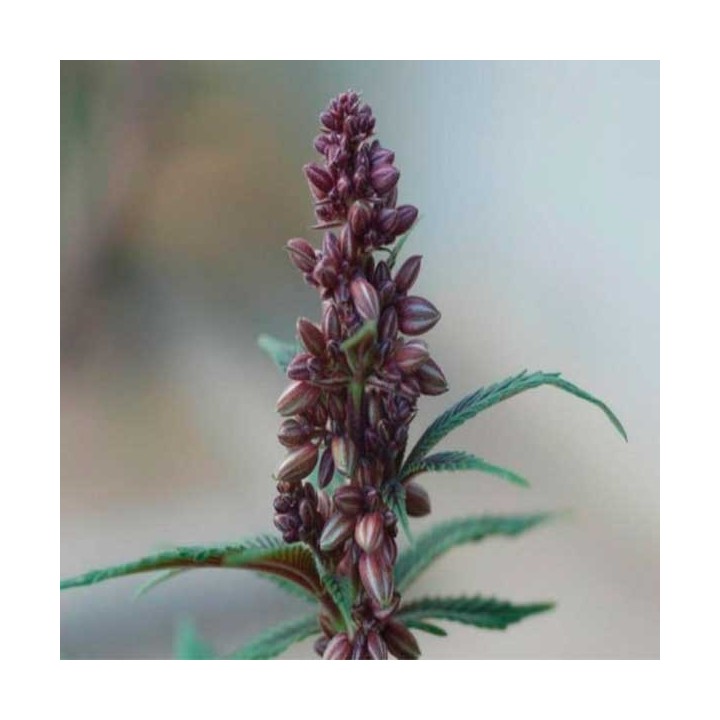 Pakistan Chitral Kush Regular de Ace Seeds