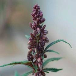 Pakistan Chitral Kush Feminizada de Ace Seeds