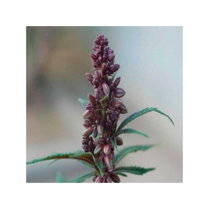 Pakistan Chitral Kush Feminizada de Ace Seeds