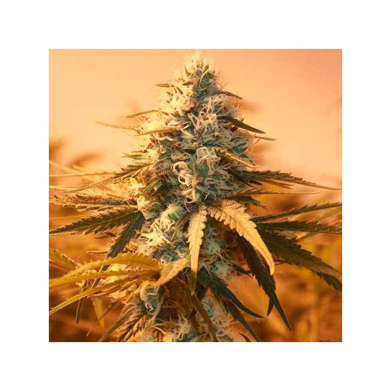 Ak-48 Feminizada Ak-48 Feminizada