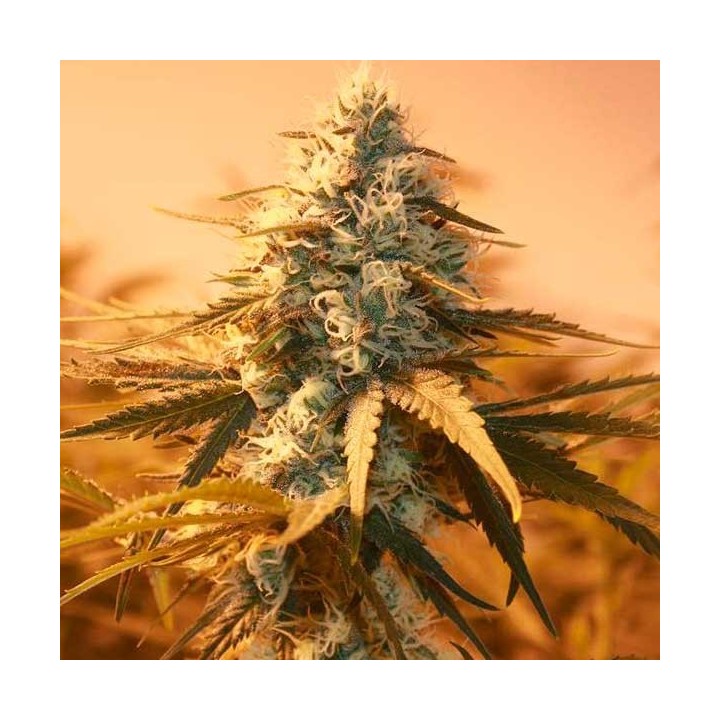 AK-48 Feminizada de Nirvana