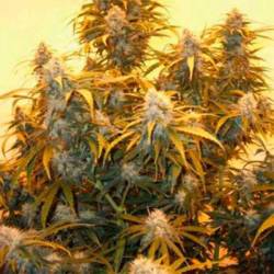 AK 48 Regular