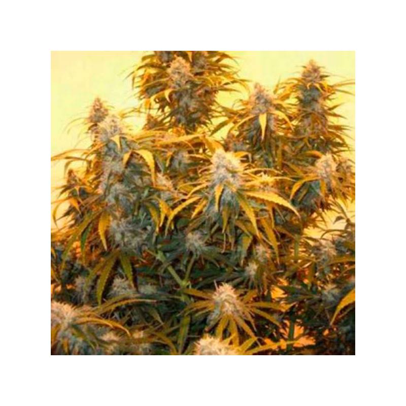 AK-48 Regular de Nirvana AK-48 Regular de Nirvana
