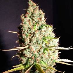 Aka Bubbledawg Feminizada de T.H. Seeds