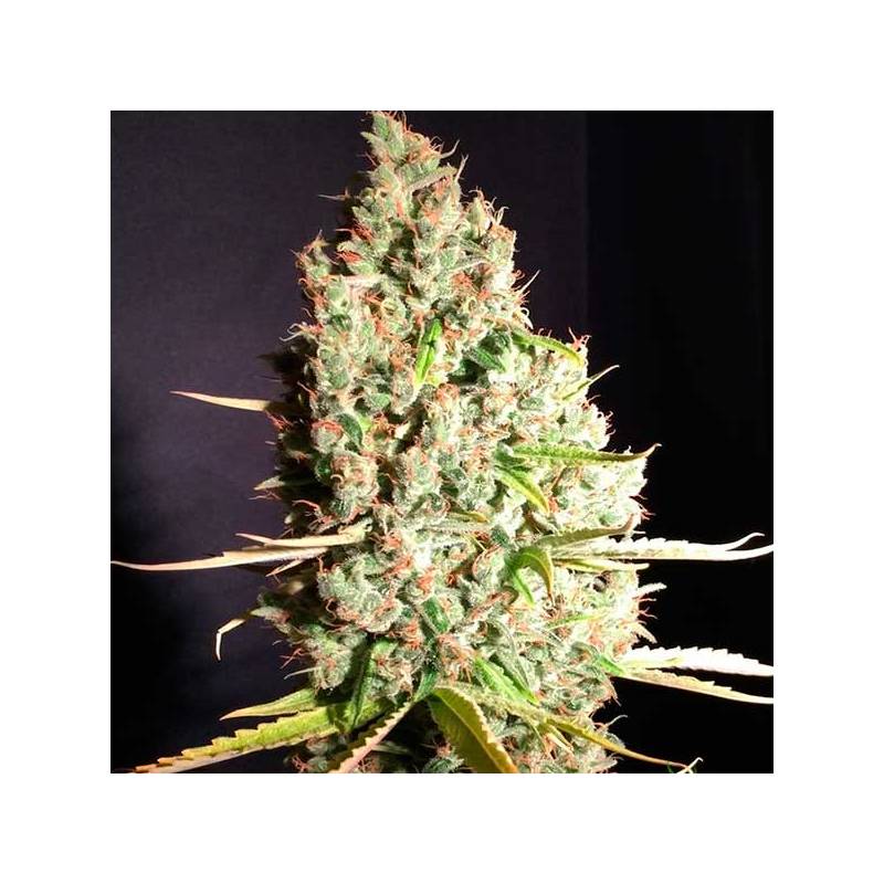 Aka Bubbledawg Feminizada de T.H. Seeds