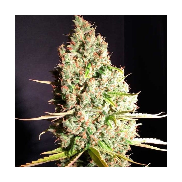 Aka Bubbledawg Feminizada de T.H. Seeds