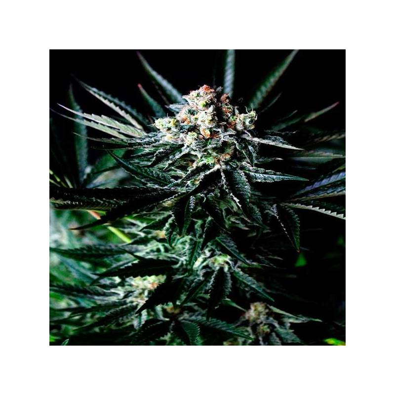 Amazing Autofloreciente Feminizada de Absolute Seeds