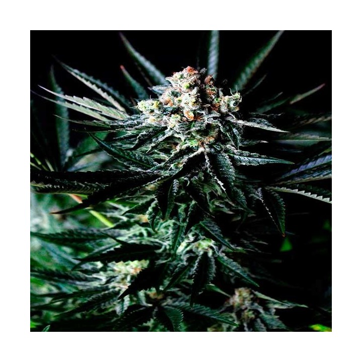Amazing Autofloreciente Feminizada de Absolute Seeds