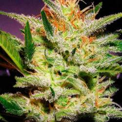 Amnesia Haze Autofloreciente Feminizada de Biological Seeds