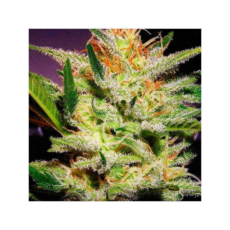 Amnesia Haze Autofloreciente Feminizada de Biological Seeds