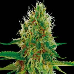 Amnesia Feminizada de Exclusive Seeds