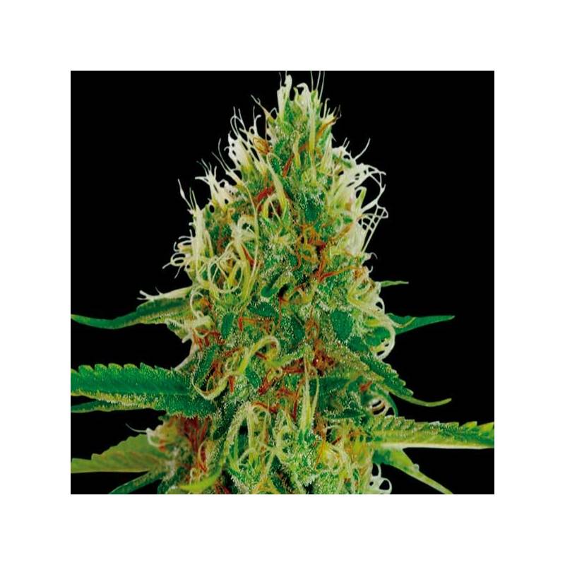 Amnesia Feminizada de Exclusive Seeds