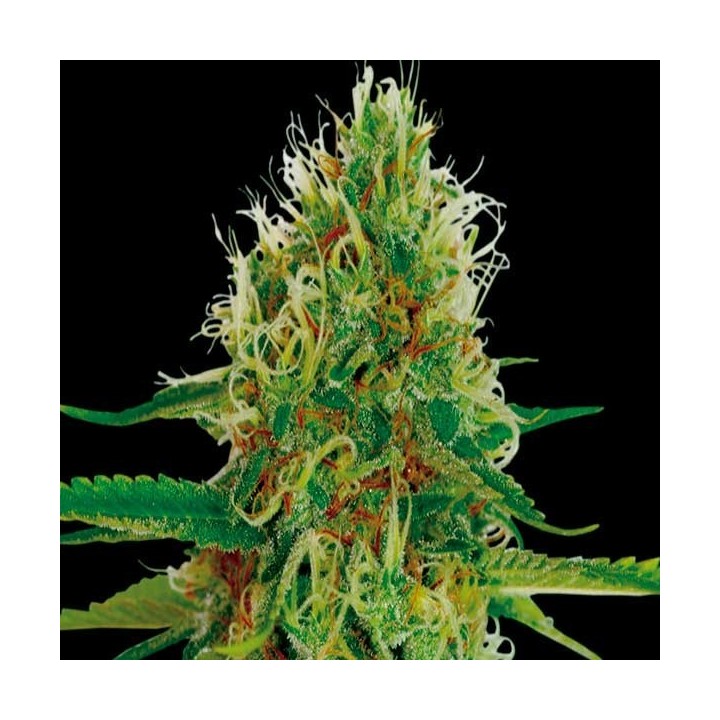 Amnesia Feminizada de Exclusive Seeds