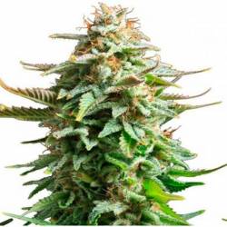 Amnesia Feminizada de Biological Seeds