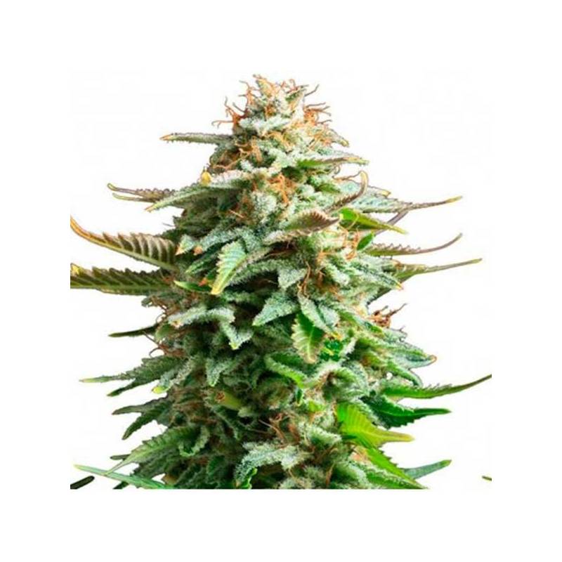 Amnesia Feminizada de Biological Seeds