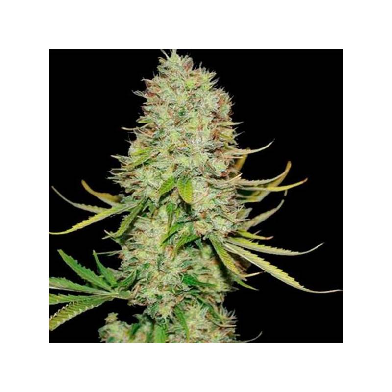 Maxi Autofloreciente Feminizada de Biological Seeds