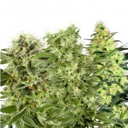 Fem Mix Pack Feminizada de Kalashnikov Seeds