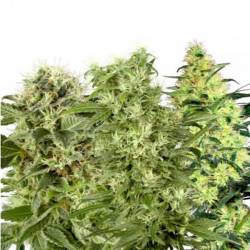 Fem Mix Pack Feminizada de Kalashnikov Seeds