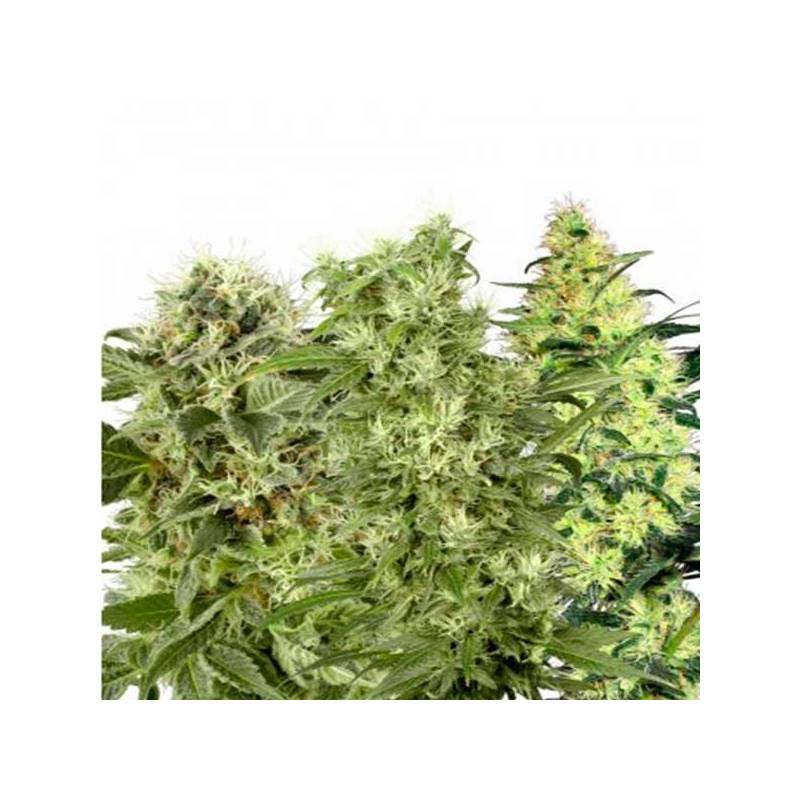 Fem Mix Pack Feminizada de Kalashnikov Seeds