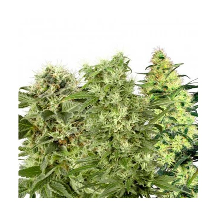 Fem Mix Pack Feminizada de Kalashnikov Seeds