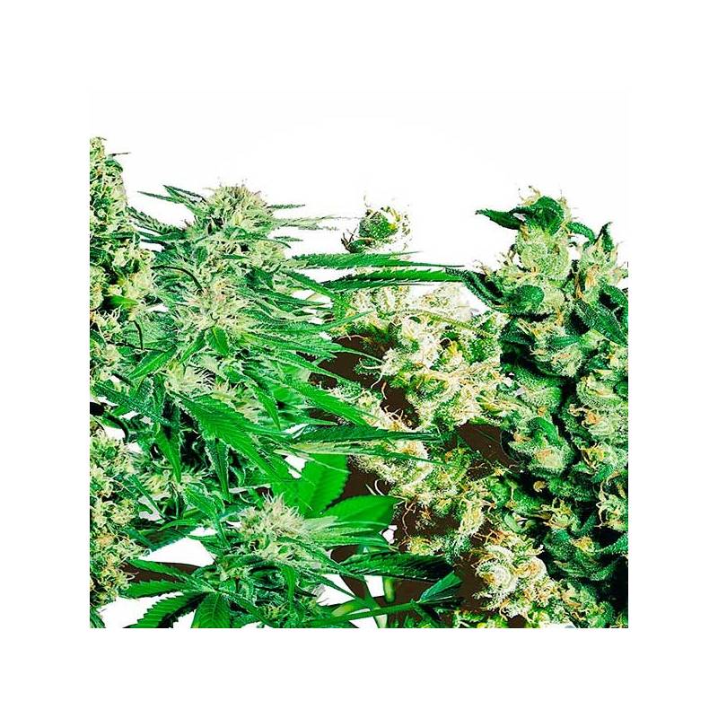 Mix Pack Autofloreciente Feminizada de Kalashnikov Seeds