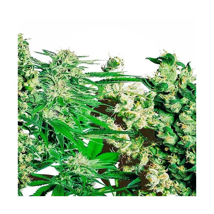 Mix Pack Autofloreciente Feminizada de Kalashnikov Seeds
