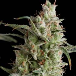 Super Og Kush Feminizada de Pyramid Seeds