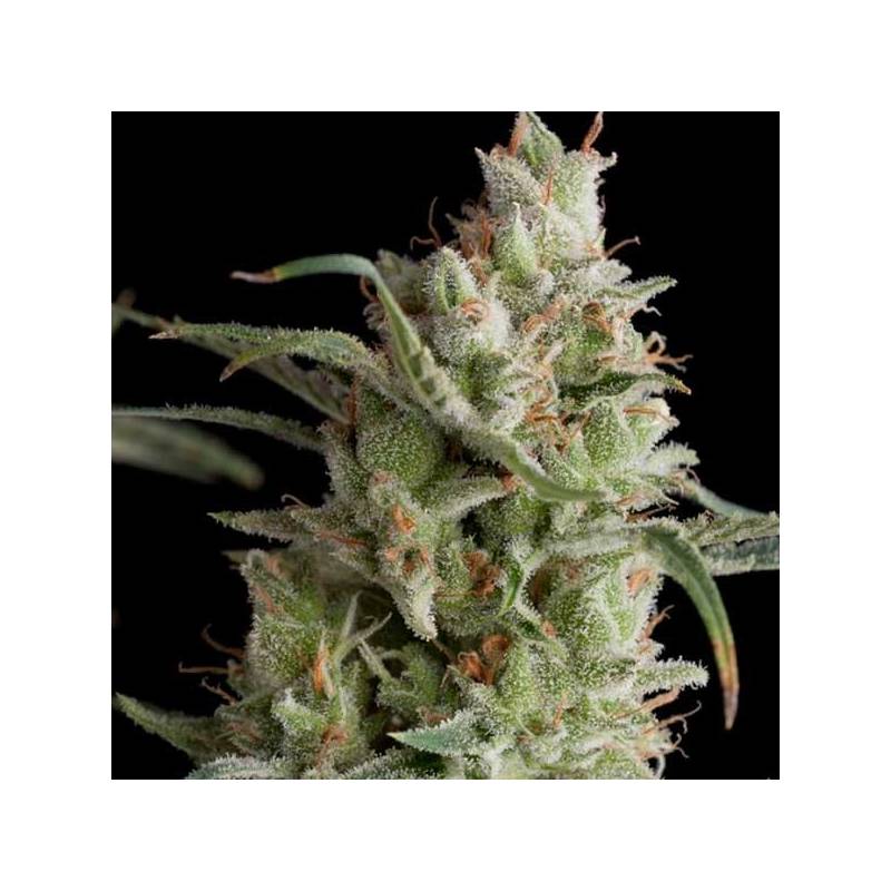 Super Og Kush Feminizada de Pyramid Seeds