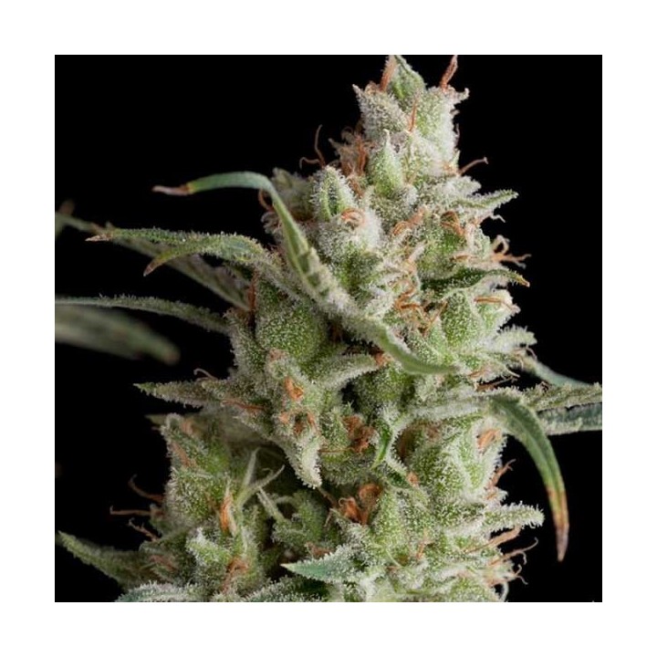 Super Og Kush Feminizada de Pyramid Seeds