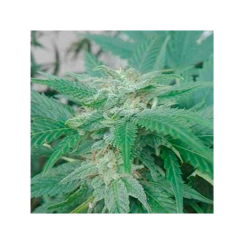 Super Tao Autofloreciente Regular de Top Tao Seeds