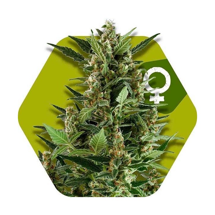 Green AK XL Feminizada de Zambeza Seeds