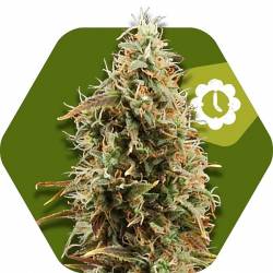 Green AK XL Autofloreciente Feminizada de Zambeza Seeds