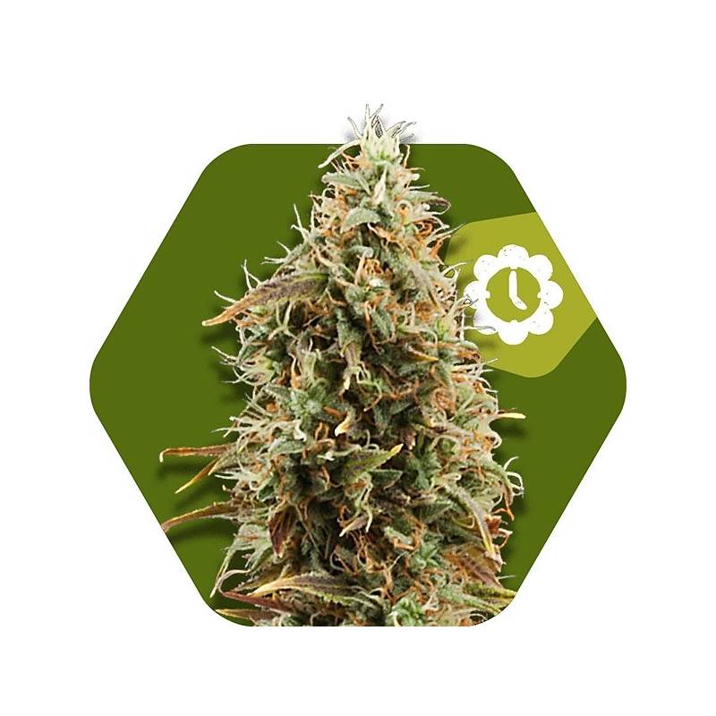 Green AK XL Autofloreciente Feminizada de Zambeza Seeds