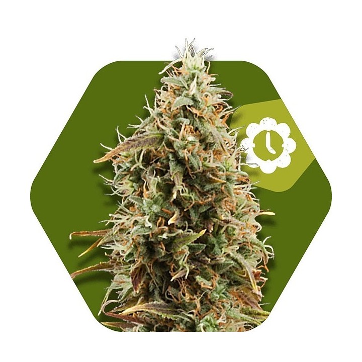 Green AK XL Autofloreciente Feminizada de Zambeza Seeds