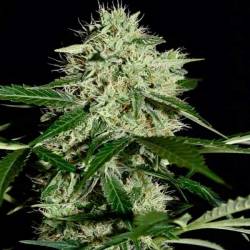 Northern Lights Autofloreciente Feminizada de Homegrown