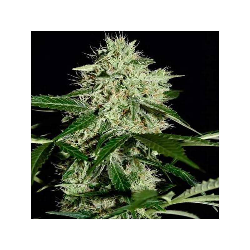 Northern Lights Autofloreciente Feminizada de Homegrown