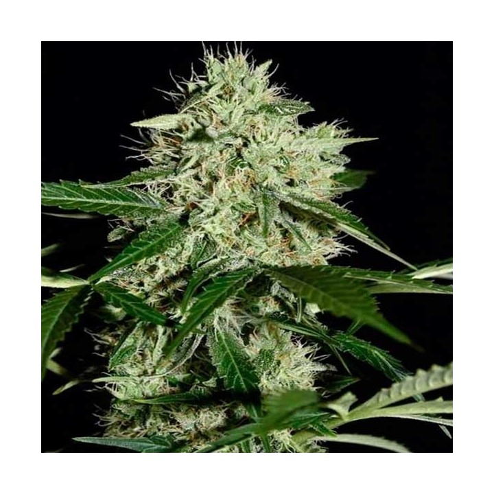 Northern Lights Autofloreciente Feminizada de Homegrown