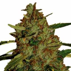 3D Regular de CBD Crew Seeds