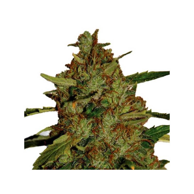 3D Regular de CBD Crew Seeds