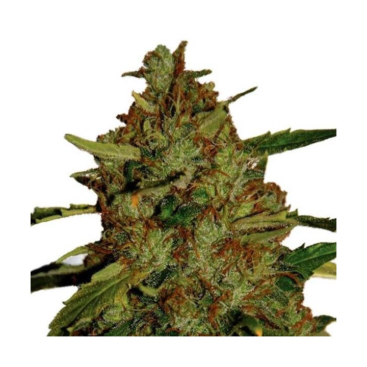 3D Regular de CBD Crew Seeds
