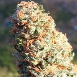 Tahoe Og Regular de Apothecary Genetics