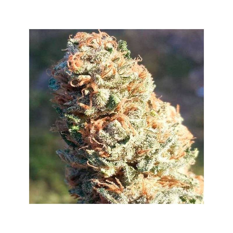 Tahoe Og Regular de Apothecary Genetics