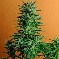 Snow White Regular de Nirvana