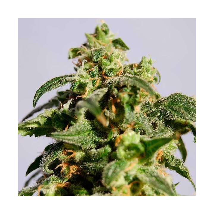 Skunk + Feminizada de Kannabia Seeds