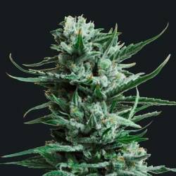 Siberian Haze Feminizada de Kalashnikov Seeds