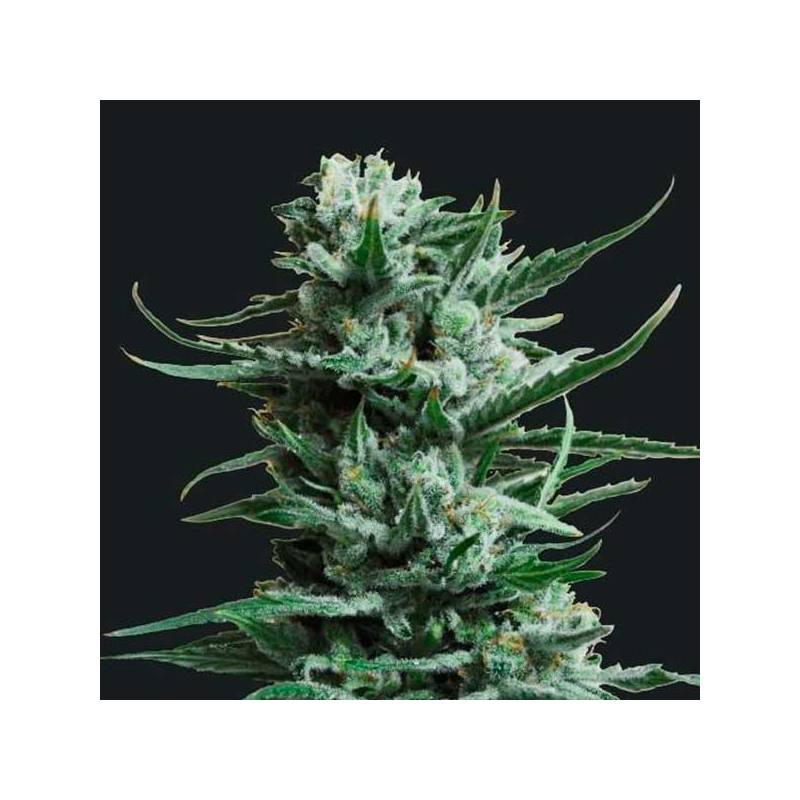 Siberian Haze Feminizada de Kalashnikov Seeds