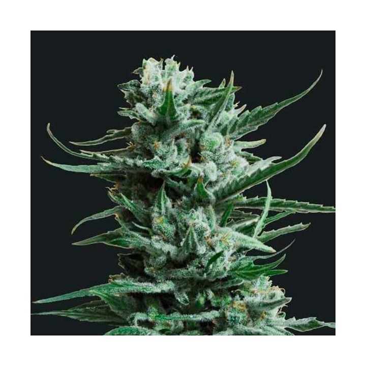 Siberian Haze Feminizada de Kalashnikov Seeds