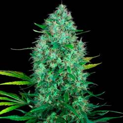 Serious 6 - Outdoor Regular de Serious Seeds