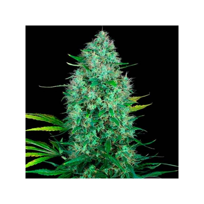 Serious 6 - Outdoor Regular de Serious Seeds